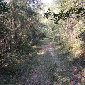 Photo of UNDER CONTRACT!!  172.7 Acres of Hunting and Timber Land For Sale in Columbus County NC!