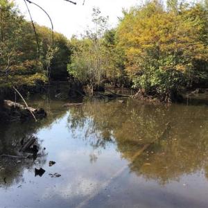 Photo of UNDER CONTRACT!!  172.7 Acres of Hunting and Timber Land For Sale in Columbus County NC!