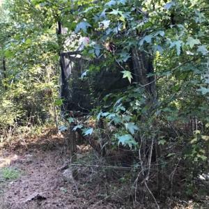 Photo of UNDER CONTRACT!!  172.7 Acres of Hunting and Timber Land For Sale in Columbus County NC!