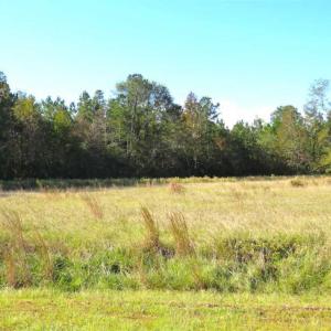 Photo of SOLD!!  45 Acres of Farm and Hunting Land For Sale in Columbus County NC!