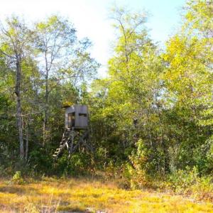 Photo of SOLD!!  45 Acres of Farm and Hunting Land For Sale in Columbus County NC!