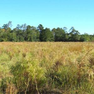 Photo of SOLD!!  45 Acres of Farm and Hunting Land For Sale in Columbus County NC!