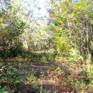 Photo of SOLD!!  45 Acres of Farm and Hunting Land For Sale in Columbus County NC!