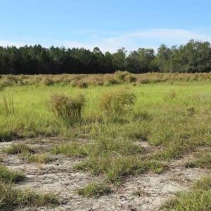 Photo of SOLD!!  45 Acres of Farm and Hunting Land For Sale in Columbus County NC!