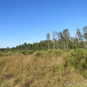 Photo of SOLD!!  25.9 Acres of Residential and Hunting Land For Sale in Columbus County NC!