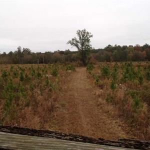Photo of SOLD!!  187 Acres of Creek Front Land For Sale in Nash County NC!