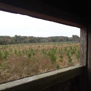 Photo of SOLD!!  187 Acres of Creek Front Land For Sale in Nash County NC!