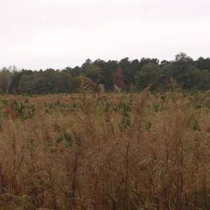 Photo of SOLD!!  187 Acres of Creek Front Land For Sale in Nash County NC!