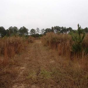Photo of SOLD!!  187 Acres of Creek Front Land For Sale in Nash County NC!