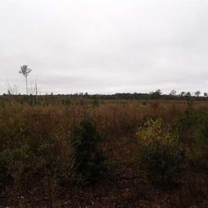 Photo of SOLD!!  187 Acres of Creek Front Land For Sale in Nash County NC!