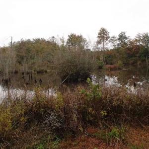 Photo of SOLD!!  187 Acres of Creek Front Land For Sale in Nash County NC!