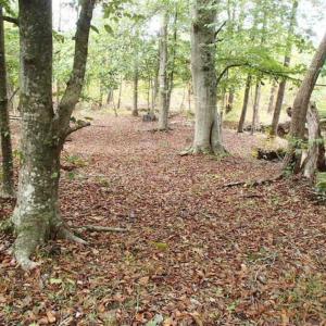 Photo of SOLD!!  187 Acres of Creek Front Land For Sale in Nash County NC!