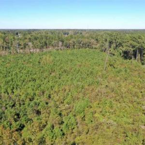 Photo of SOLD!   36.25 Ac of Farm Hunting and Residential Land for Sale in Columbus County NC!