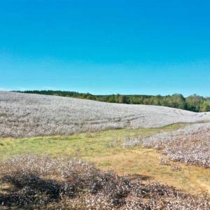 Photo of SOLD!!  45 Acres of Farm and Residential Land For Sale in Montgomery County NC!