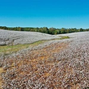 Photo of SOLD!!  45 Acres of Farm and Residential Land For Sale in Montgomery County NC!