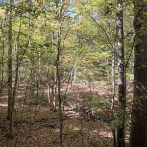 Photo of SOLD!!  81.9 Acres of Hunting and Timber Land for Sale in Caswell County NC!