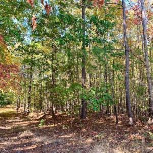 Photo of SOLD!!  81.9 Acres of Hunting and Timber Land for Sale in Caswell County NC!