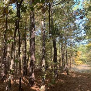 Photo of SOLD!!  81.9 Acres of Hunting and Timber Land for Sale in Caswell County NC!