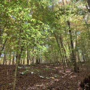 Photo of SOLD!!  81.9 Acres of Hunting and Timber Land for Sale in Caswell County NC!