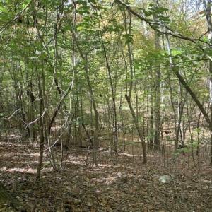 Photo of SOLD!!  81.9 Acres of Hunting and Timber Land for Sale in Caswell County NC!