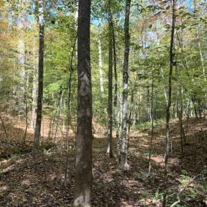 Photo of SOLD!!  81.9 Acres of Hunting and Timber Land for Sale in Caswell County NC!
