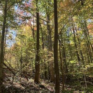 Photo of SOLD!!  81.9 Acres of Hunting and Timber Land for Sale in Caswell County NC!
