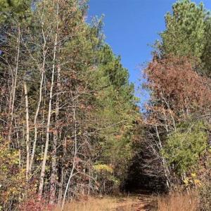 Photo of SOLD!!  81.9 Acres of Hunting and Timber Land for Sale in Caswell County NC!