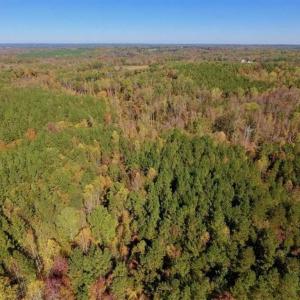 Photo of SOLD!!  81.9 Acres of Hunting and Timber Land for Sale in Caswell County NC!