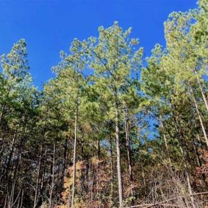 Photo of SOLD!!  81.9 Acres of Hunting and Timber Land for Sale in Caswell County NC!