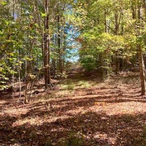 Photo of SOLD!!  81.9 Acres of Hunting and Timber Land for Sale in Caswell County NC!