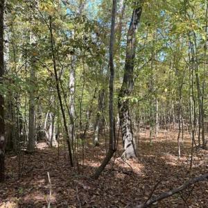 Photo of SOLD!!  81.9 Acres of Hunting and Timber Land for Sale in Caswell County NC!