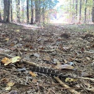 Photo of SOLD!!  81.9 Acres of Hunting and Timber Land for Sale in Caswell County NC!