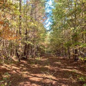 Photo of SOLD!!  81.9 Acres of Hunting and Timber Land for Sale in Caswell County NC!