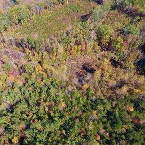 Photo of SOLD!!  81.9 Acres of Hunting and Timber Land for Sale in Caswell County NC!