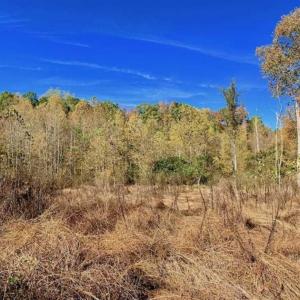 Photo of SOLD!!  81.9 Acres of Hunting and Timber Land for Sale in Caswell County NC!