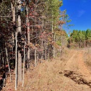 Photo of SOLD!!  81.9 Acres of Hunting and Timber Land for Sale in Caswell County NC!