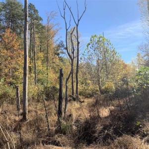 Photo of SOLD!!  81.9 Acres of Hunting and Timber Land for Sale in Caswell County NC!