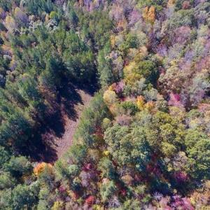 Photo of SOLD!!  81.9 Acres of Hunting and Timber Land for Sale in Caswell County NC!