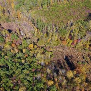 Photo of SOLD!!  81.9 Acres of Hunting and Timber Land for Sale in Caswell County NC!
