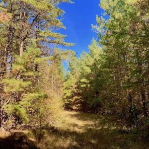 Photo of SOLD!!  81.9 Acres of Hunting and Timber Land for Sale in Caswell County NC!