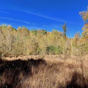Photo of SOLD!!  81.9 Acres of Hunting and Timber Land for Sale in Caswell County NC!