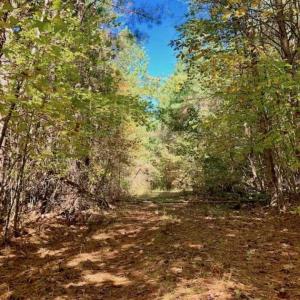 Photo of SOLD!!  81.9 Acres of Hunting and Timber Land for Sale in Caswell County NC!