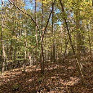 Photo of SOLD!!  81.9 Acres of Hunting and Timber Land for Sale in Caswell County NC!