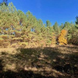 Photo of SOLD!!  81.9 Acres of Hunting and Timber Land for Sale in Caswell County NC!