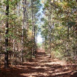Photo of SOLD!!  257 Acres of Farm and Timber Land For Sale in Northampton County NC!