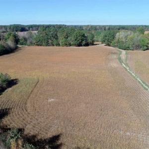 Photo of SOLD!!  257 Acres of Farm and Timber Land For Sale in Northampton County NC!