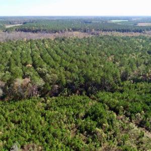 Photo of SOLD!!  257 Acres of Farm and Timber Land For Sale in Northampton County NC!