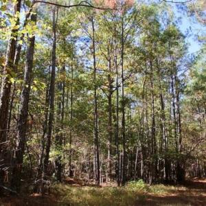 Photo of SOLD!!  257 Acres of Farm and Timber Land For Sale in Northampton County NC!