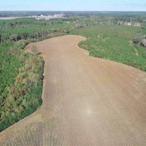 Photo of SOLD!!  257 Acres of Farm and Timber Land For Sale in Northampton County NC!