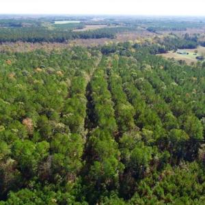 Photo of SOLD!!  257 Acres of Farm and Timber Land For Sale in Northampton County NC!